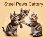 Steel Paws Cattery